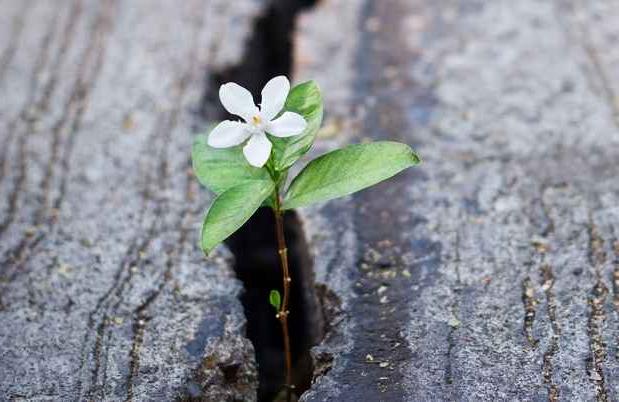 Flower growing out of a crack